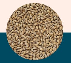 German Pilsen Malt - Crisp Malt