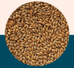 Finest Maris Otter Ale Malt - Crisp Malt