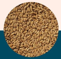 Naked Oat Malt - Crisp Malt
