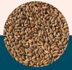 Rye Malt - Crisp Malt