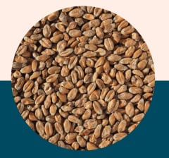 Wheat Malt - Crisp Malt
