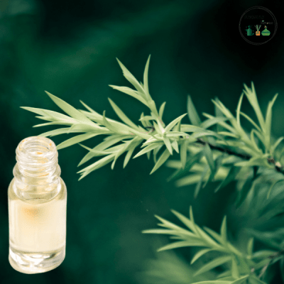 Árbol de Té Aroma