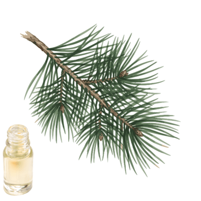PINO AROMA