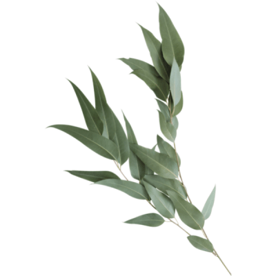 Eucalipto Aroma