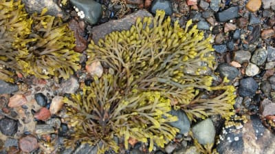 Fucus Alga (Potente Quemador de grasa) Exfoliante 10 Grs