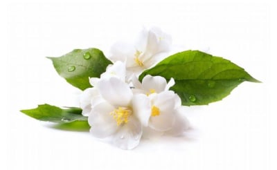 Jazmin Aroma