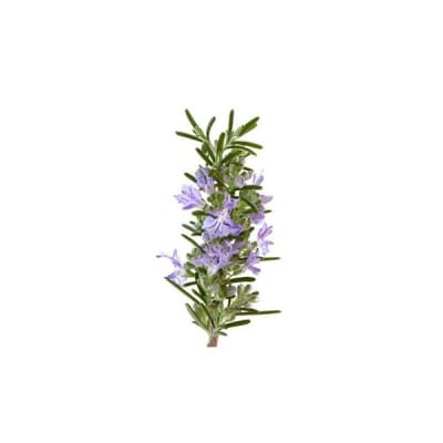 Romero Aroma