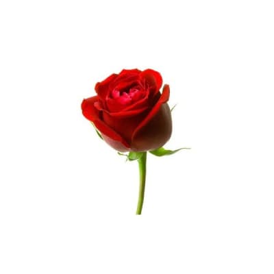 Rosa Aroma