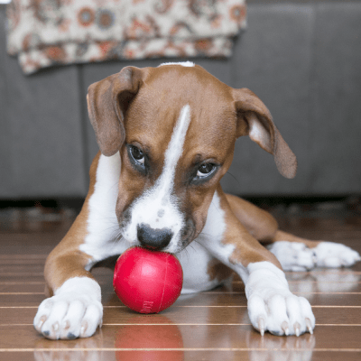 Kong Ball w/Hole Sm