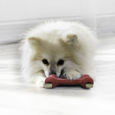Kong Goodie Bone Md