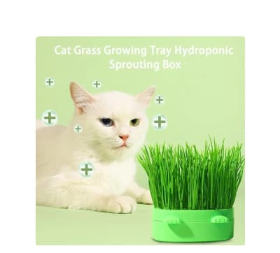 Puppylandia hierba para gato con maceta modelo cabecita