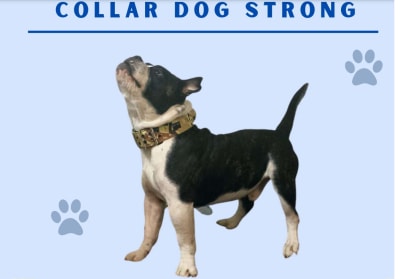 Duk Lup collar dogstrong DL Talla M