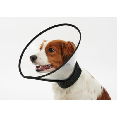 Buster collar Isabelino complete 10 cm