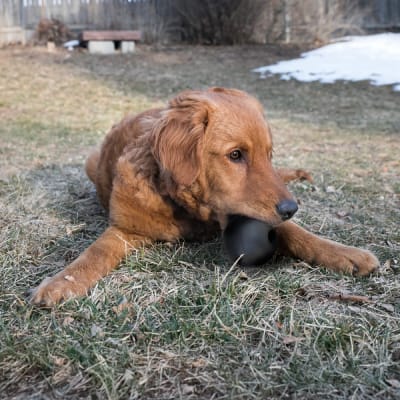 Kong Extreme Ball Sm