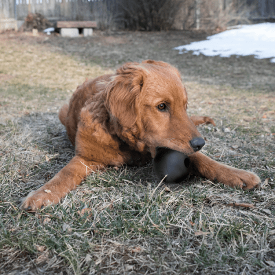 Kong Extreme Ball Md/Lg