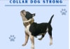Duk Lup collar dogstrong DL Talla M1