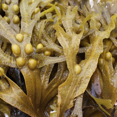 Alga Fucus Extracto HG 100 ml Alga Fucus Extracto HG 100 ml