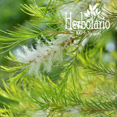 Árbol del té Aceite Esencial 5 ml Árbol del té Aceite Esencial 5 ml