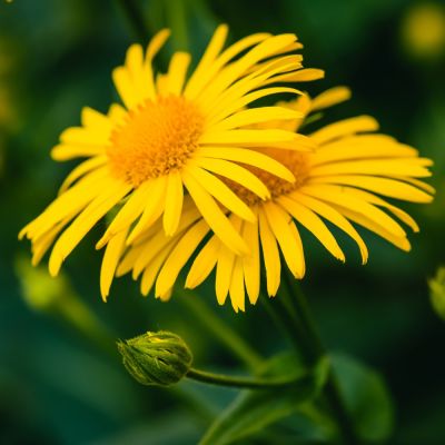 Arnica Extracto HG 100 ml Arnica Extracto HG 100 ml