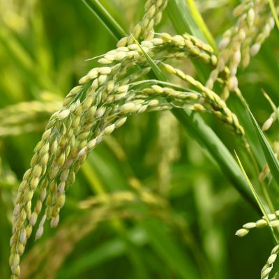 Aceite de Arroz 100% natural Aceite de Arroz 100% natural