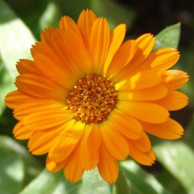 Calendula Extracto HAG 100 ml Calendula Extracto HAG 100 ml