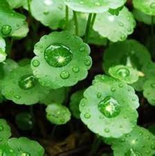 Centella Asiataica Extracto HG 100 ml Centella Asiataica Extracto HG 100 ml