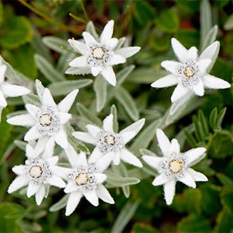Flor de las Nieves Edelweiss Extracto HG 30 ml Flor de las Nieves Edelweiss Extracto HG 30 ml