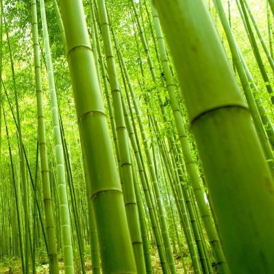 Bamboo Fragancia 30 ml Bamboo Fragancia 30 ml