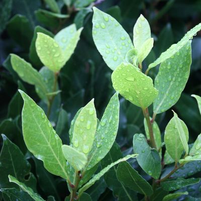 Laurel Aceite Esencial 5 ml Laurel Aceite Esencial 5 ml