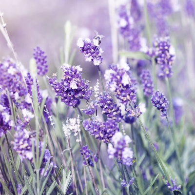 Lavanda Fragancia 30 ml Lavanda Fragancia 30 ml