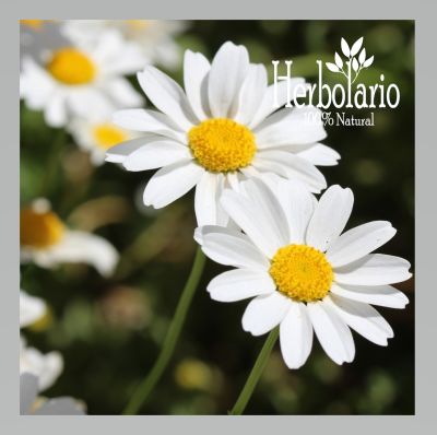 Hidrolato de Manzanilla 500 ml Hidrolato de Manzanilla 500 ml