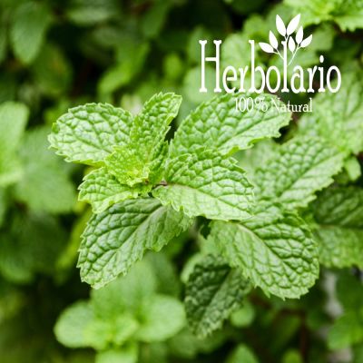 Menta Piperita Aceite Esencial 5 ml Menta Piperita Aceite Esencial 5 ml