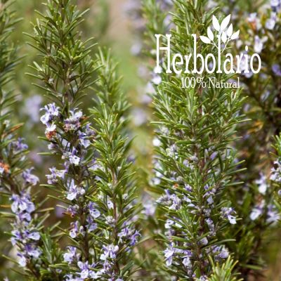 Hidrolato de Romero 500 ml Hidrolato de Romero 500 ml