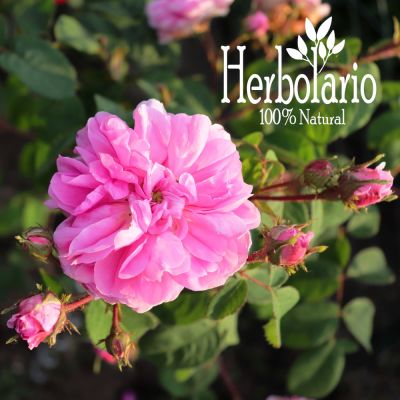 Hidrolato de Rosa Centifolia 500 ml Hidrolato de Rosa Centifolia 500 ml