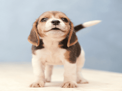 CACHORRO