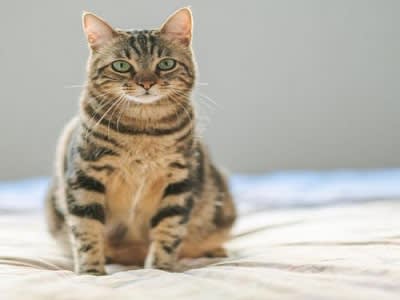 GATO