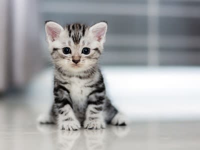 KITTEN