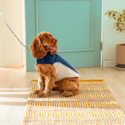 CHAQUETA MASCOTA AZUL Y BLANCO