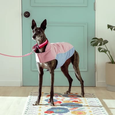 CHAQUETA MASCOTA ROSA Y CELESTE