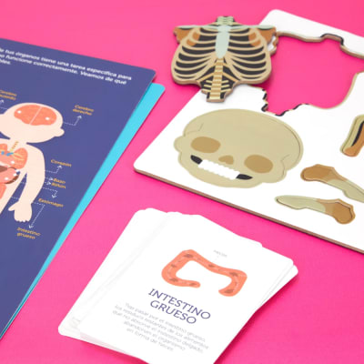KIT CUERPO HUMANO MAGNETICO