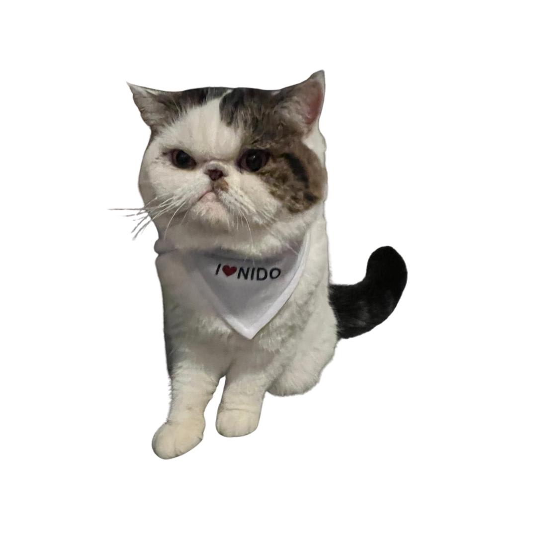 Pet Bandannas1