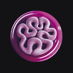 Top JELLY TOP15