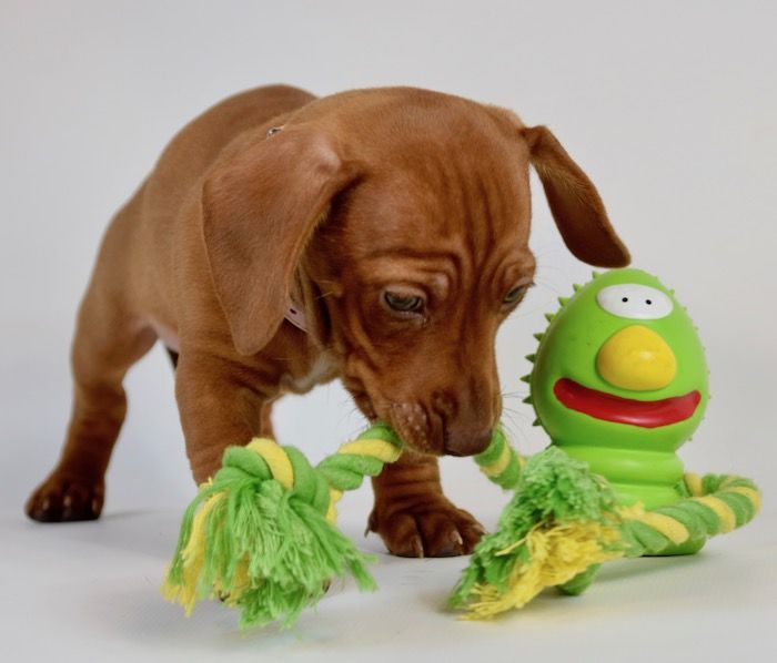Todopet Cara Goma Verde con Cordel Todopet Cara Goma Verde con Cordel