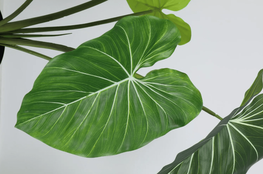 PLANTA ARTIFICIAL OREJA DE ELEFANTE JUST HOME COLLECTION3