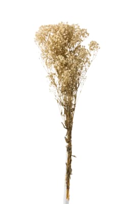 MANOJO GYPSOPHILA SECO CRUDO