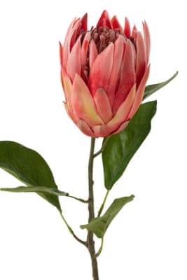 Protea Rama Plastico Rojo