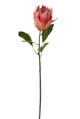 Protea Rama Plastico Rojo