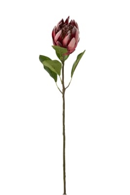 Protea Rama Plastico Rojo Oscuro