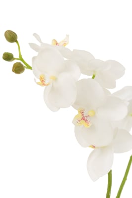 Orquídea En Tierra Plástico Blanco/Verde Medium