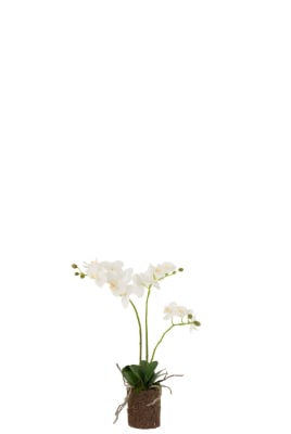 Orquídea En Tierra Plástico Blanco/Verde Medium